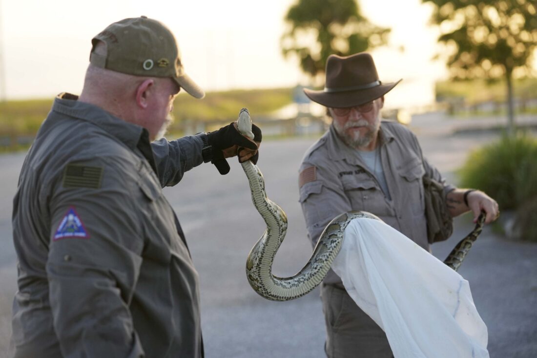 A hunter’s graveyard shift: Grabbing pythons in the Everglades - News ...